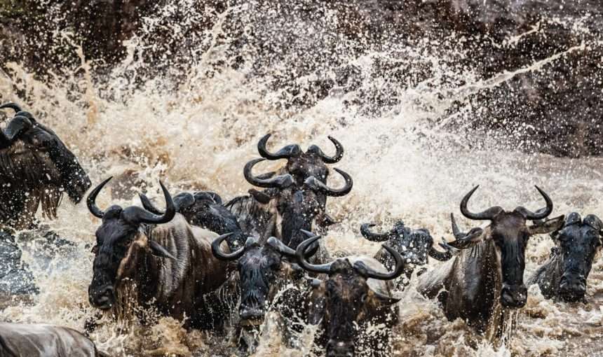 Serengeti Migration Moments Tour