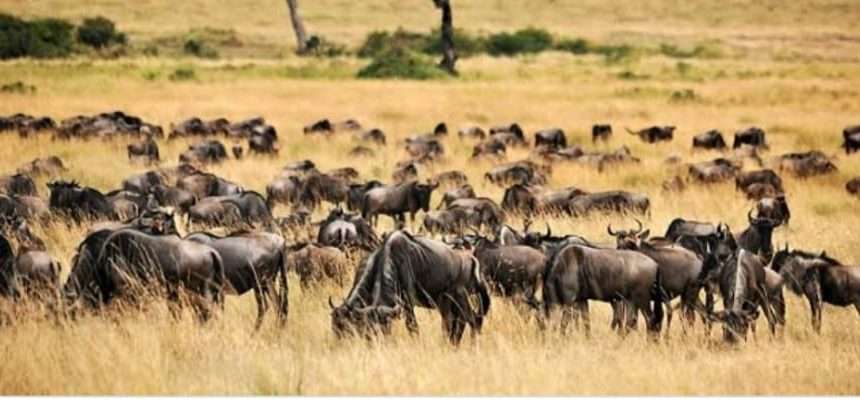 Echoes of the Savannah