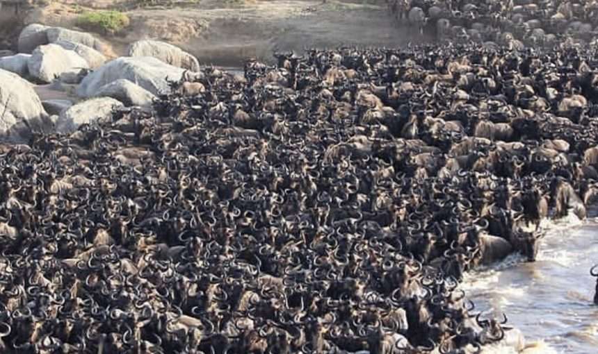 The Great Migration Trail Safari