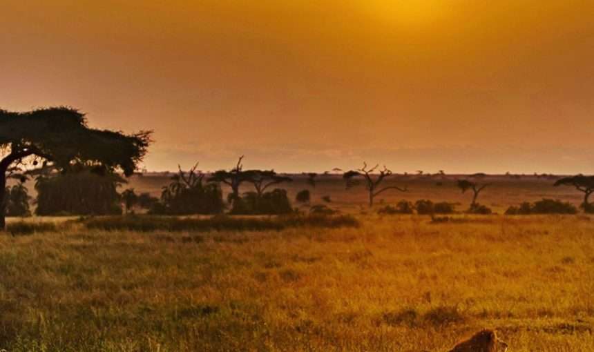 Dawn to Dusk Safari Experience