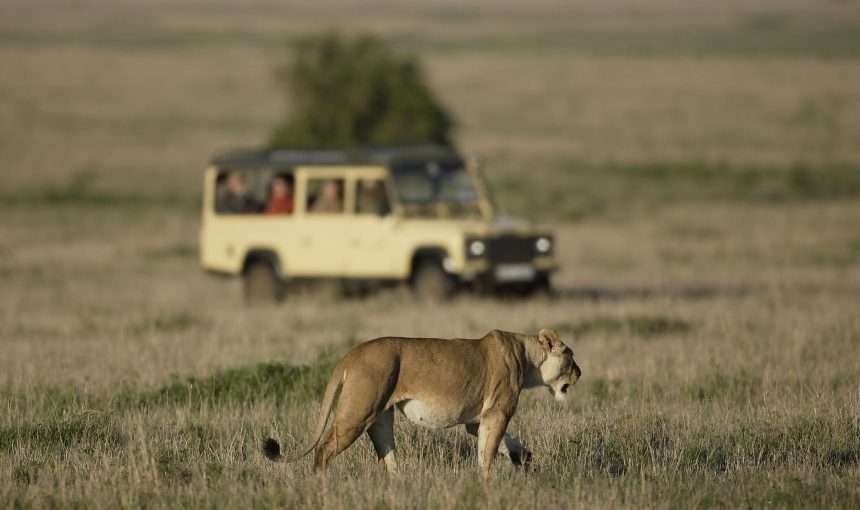 The Roar & Beyond Safari
