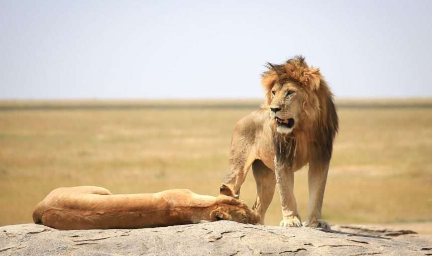 The Big Five Adventure