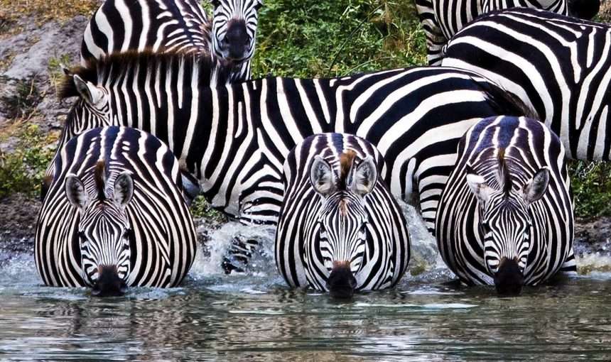 Safari Soul Journey