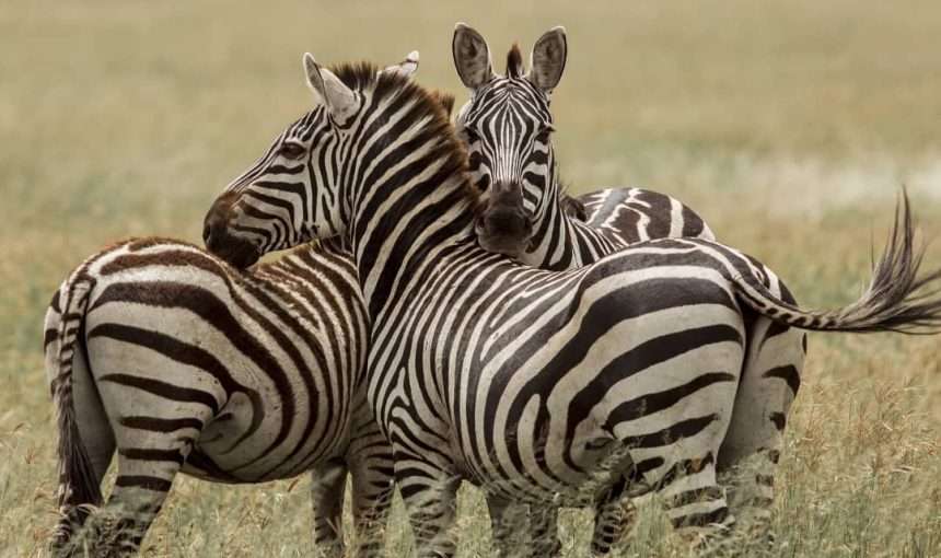 Wild Wonders Discovery