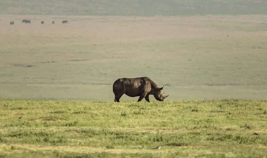 Circle of Life Expedition Safari