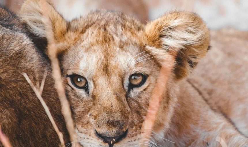 Wings of Majesty safari Experience