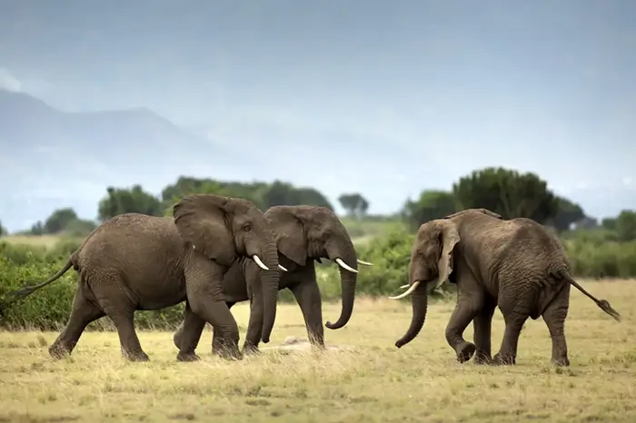 African Dream Trails safari