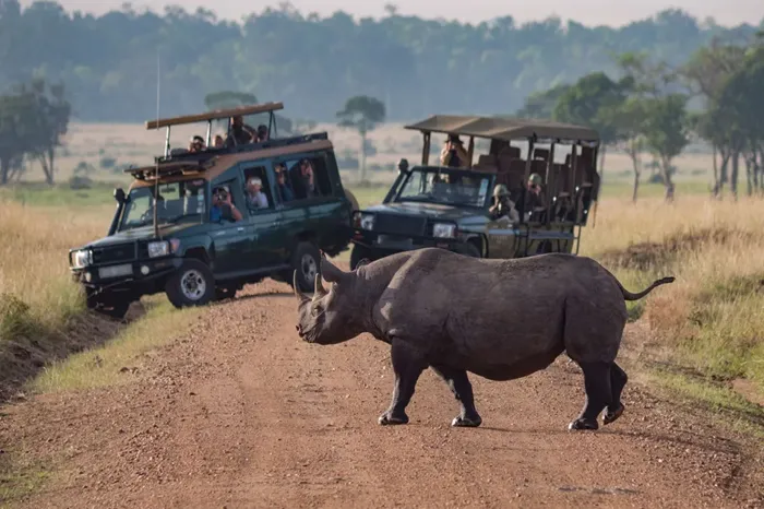 Into the Heart of Serengeti Wildlife Safari