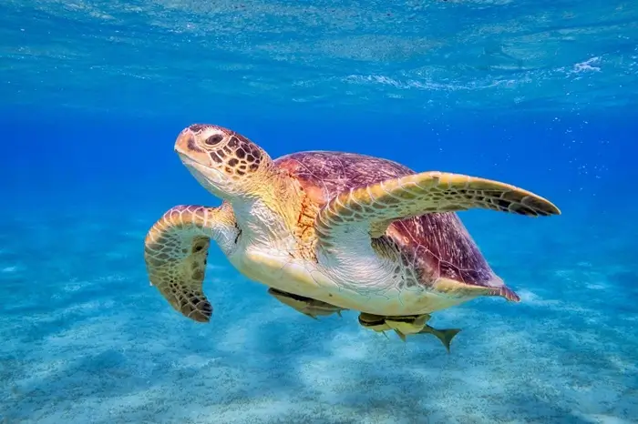 Swimming with Turtles in Zanzibar - Where to Find Them