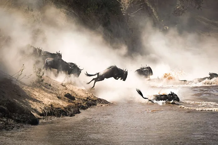 The Great Migration Safari
