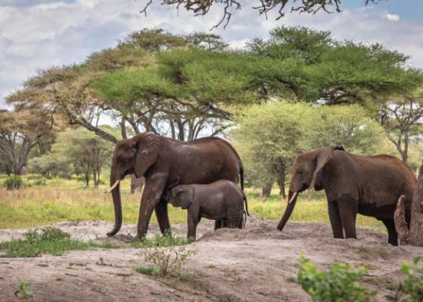 Tarangire National Park